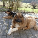 wotan und carlito1