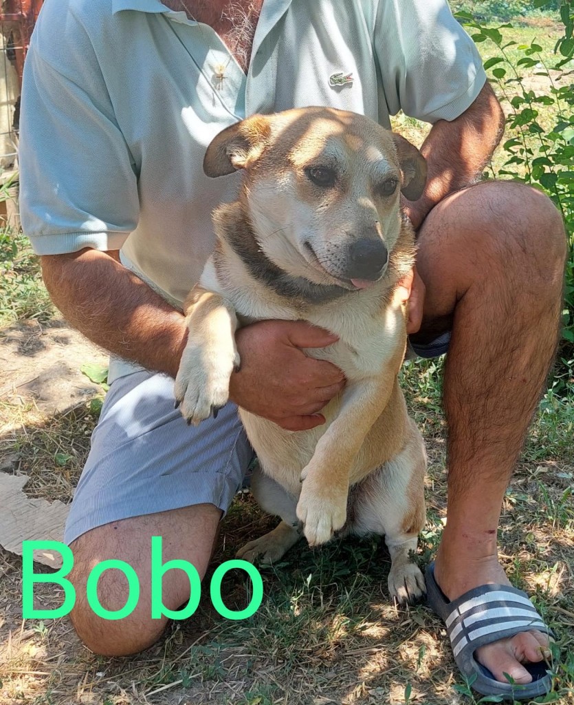 #Bobo#