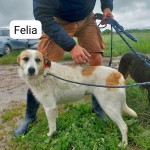 Felia